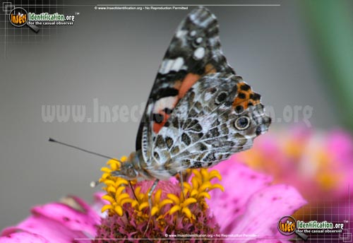 Thumbnail image #3 of the Painted-Lady-Butterfly