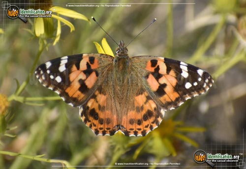 Thumbnail image of the Painted-Lady-Butterfly