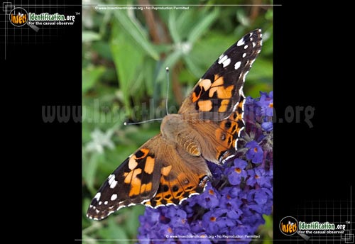 Thumbnail image #8 of the Painted-Lady-Butterfly