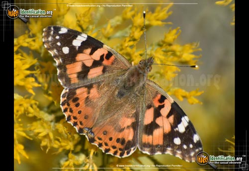 Thumbnail image #7 of the Painted-Lady-Butterfly