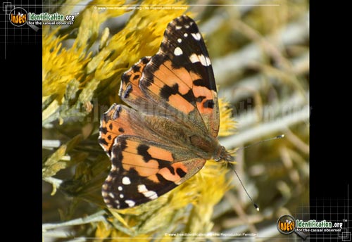 Thumbnail image #4 of the Painted-Lady-Butterfly