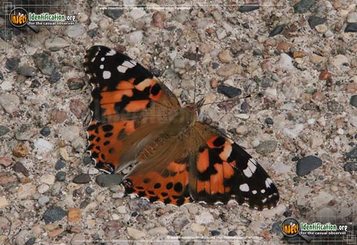 Thumbnail image #4 of the Painted-Lady-Butterfly