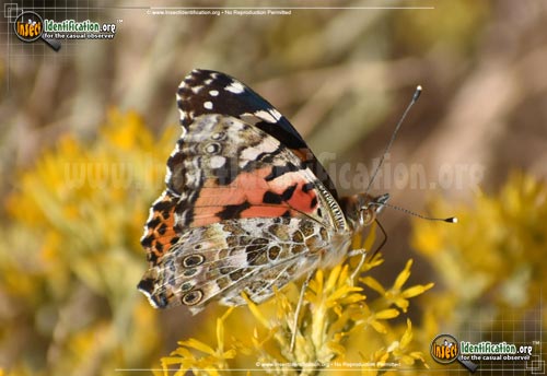 Thumbnail image #2 of the Painted-Lady-Butterfly
