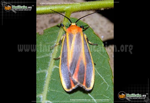 Thumbnail image of the Painted-Lichen-Moth