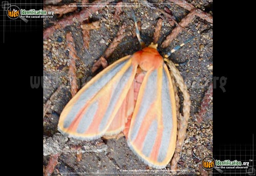 Thumbnail image #2 of the Painted-Lichen-Moth