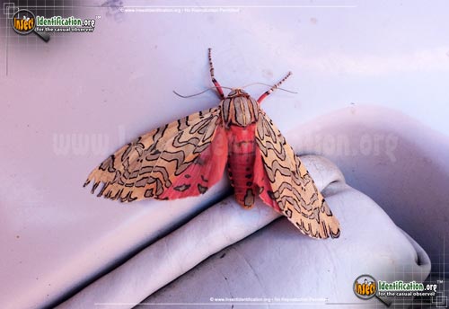 Thumbnail image of the Painted-Tiger-Moth