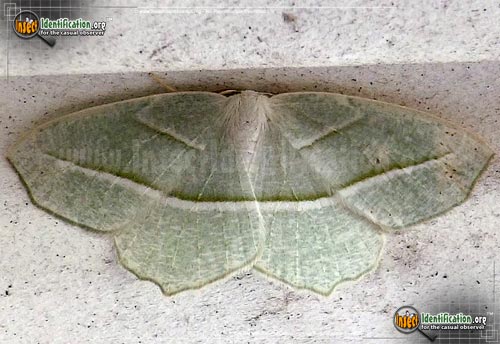 Thumbnail image of the Pale-Beauty-Moth