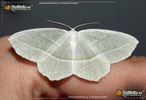 Thumbnail image #2 of the Pale-Beauty-Moth