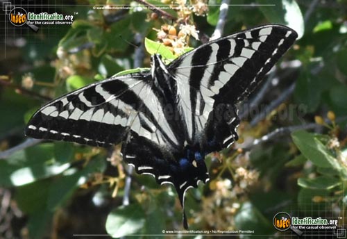 Thumbnail image of the Pale-Tiger-Swallowtail-Butterfly
