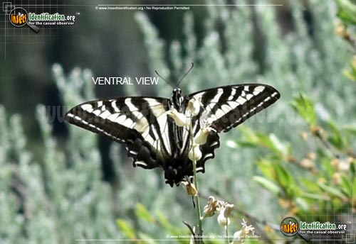 Thumbnail image #3 of the Pale-Tiger-Swallowtail-Butterfly