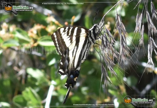 Thumbnail image #5 of the Pale-Tiger-Swallowtail-Butterfly
