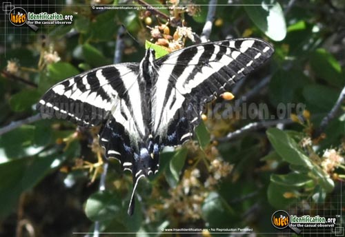 Thumbnail image #6 of the Pale-Tiger-Swallowtail-Butterfly