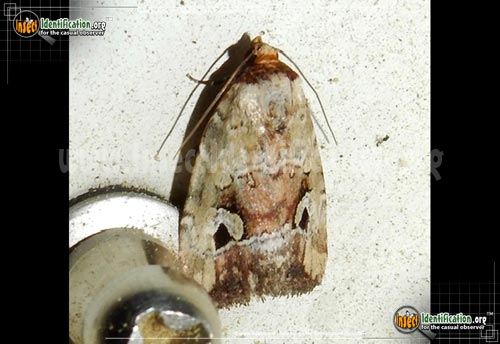 Thumbnail image of the Pale-winged-Midget-Moth