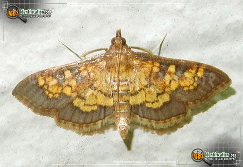 Thumbnail image of the Paler-Diacme-Moth