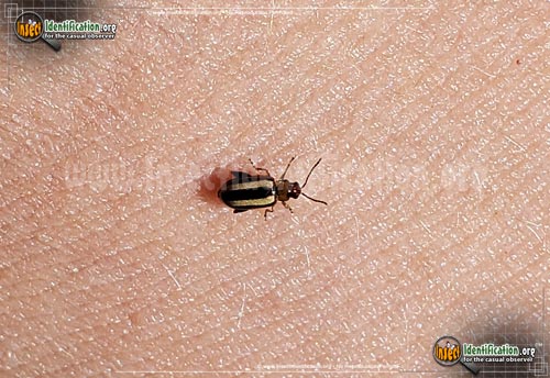 Thumbnail image #2 of the Palestriped-Flea-Beetle