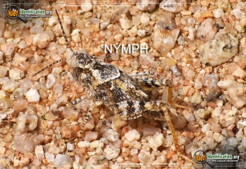 Thumbnail image #6 of the Pallid-Winged-Grasshopper