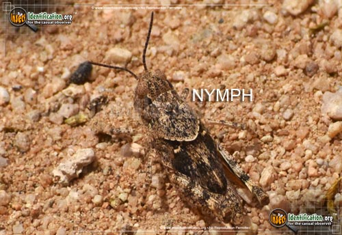 Thumbnail image #7 of the Pallid-Winged-Grasshopper