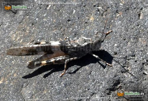 Thumbnail image #12 of the Pallid-Winged-Grasshopper