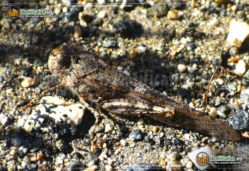 Thumbnail image #5 of the Pallid-Winged-Grasshopper