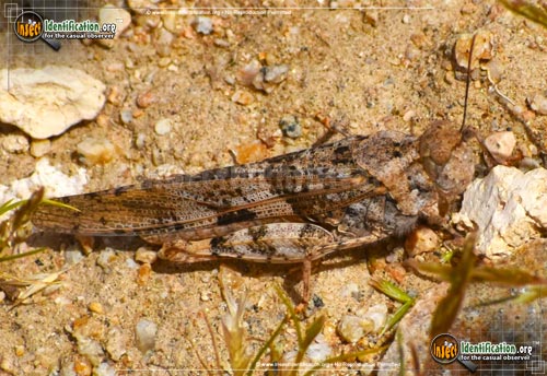 Thumbnail image #9 of the Pallid-Winged-Grasshopper