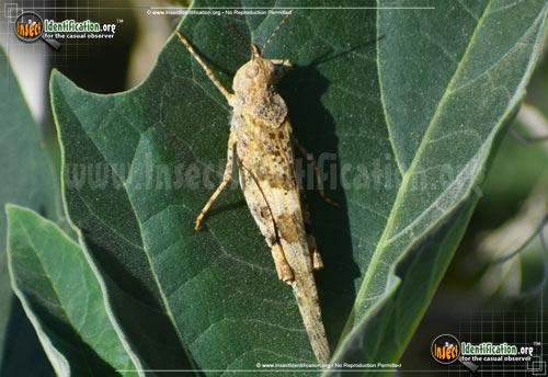 Thumbnail image of the Pallid-Winged-Grasshopper