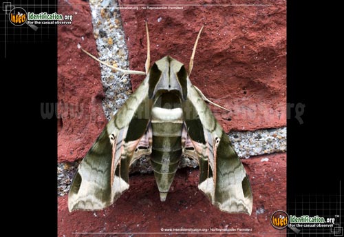 Thumbnail image #3 of the Pandorus-Sphinx-Moth