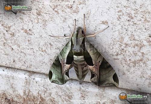 Thumbnail image #6 of the Pandorus-Sphinx-Moth