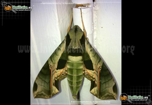 Thumbnail image #9 of the Pandorus-Sphinx-Moth