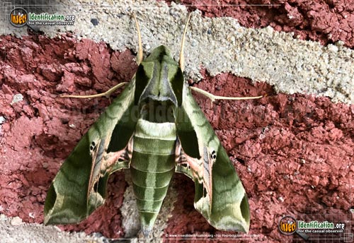 Thumbnail image of the Pandorus-Sphinx-Moth