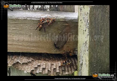 Thumbnail image of the Paper-Wasp-Polistes-dorsalis