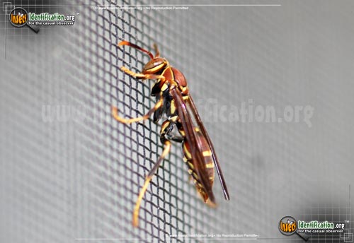 Thumbnail image #8 of the Paper-Wasp