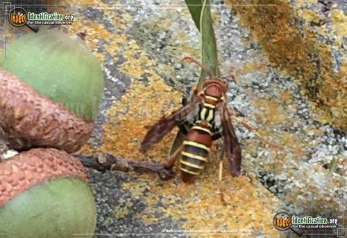 Thumbnail image #3 of the Paper-Wasp