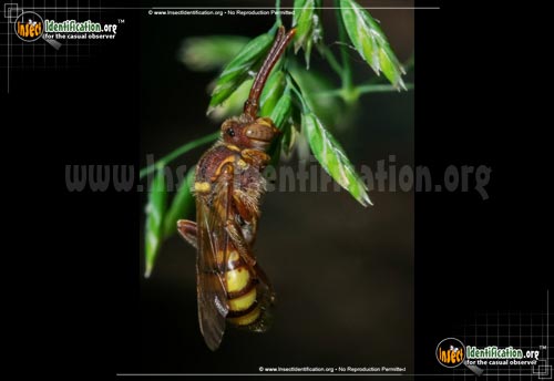 Thumbnail image #4 of the Paper-Wasp