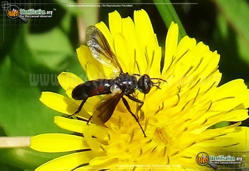Thumbnail image of the Parasitic-Fly-Cylindromyia