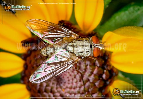 Thumbnail image of the Parasitic-Fly
