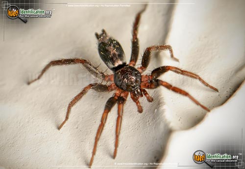Thumbnail image #8 of the Parson-Spider