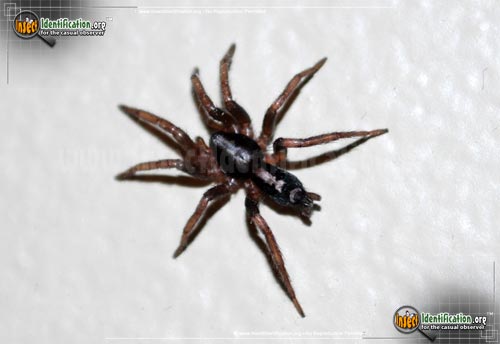 Thumbnail image #2 of the Parson-Spider