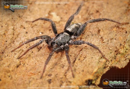 Thumbnail image #7 of the Parson-Spider