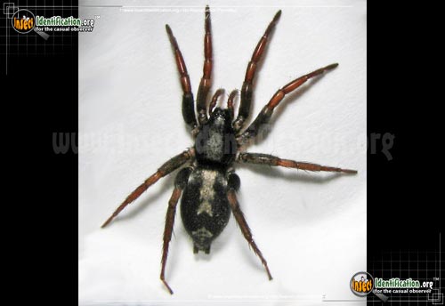 Thumbnail image #4 of the Parson-Spider