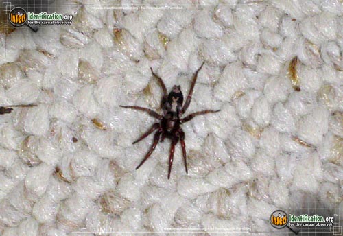 Thumbnail image #10 of the Parson-Spider