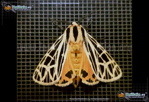 Thumbnail image #5 of the Parthenice-Tiger-Moth