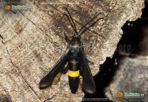 Thumbnail image of the Peachtree-Borer-Moth