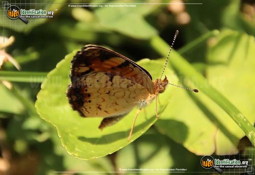 Thumbnail image #9 of the Pearl-Crescent-Butterfly