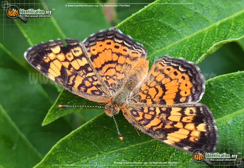 Thumbnail image #4 of the Pearl-Crescent-Butterfly