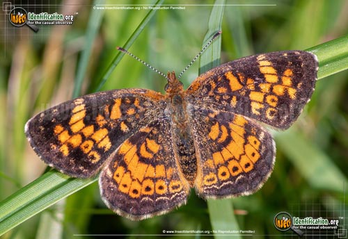 Thumbnail image #4 of the Pearl-Crescent-Butterfly