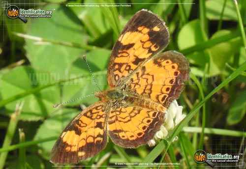 Thumbnail image #5 of the Pearl-Crescent-Butterfly