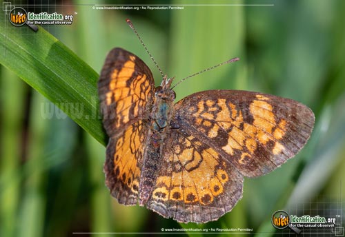Thumbnail image #5 of the Pearl-Crescent-Butterfly