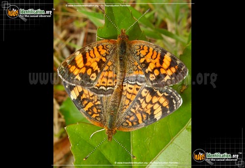 Thumbnail image #2 of the Pearl-Crescent-Butterfly