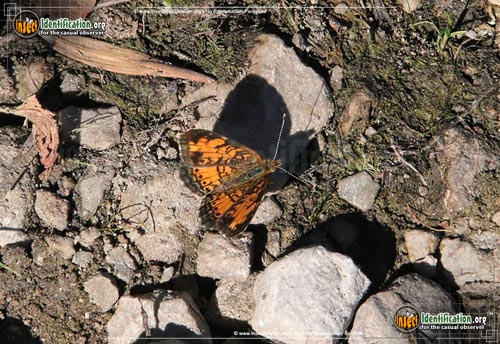 Thumbnail image #7 of the Pearl-Crescent-Butterfly