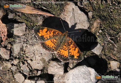 Thumbnail image #8 of the Pearl-Crescent-Butterfly